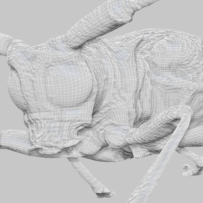 Boktor beetle with long legs Low-poly 3D model_6