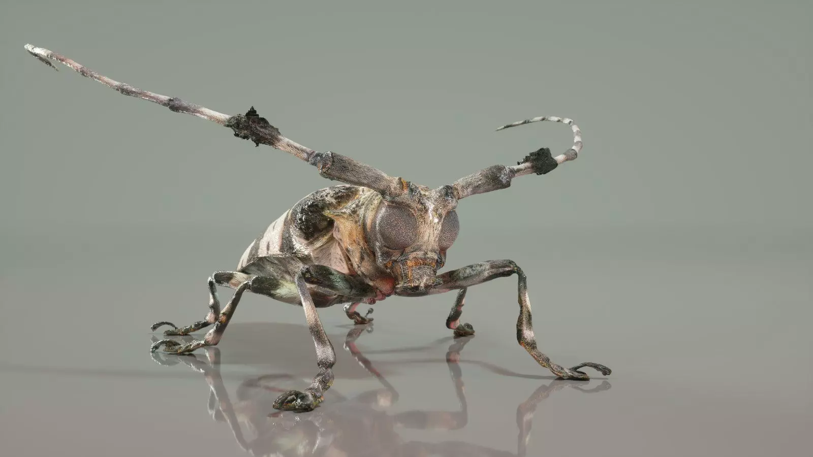 Boktor beetle with long legs Low-poly 3D model_0