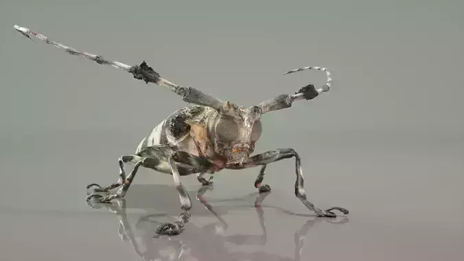 Boktor beetle with long legs Low-poly 3D model
