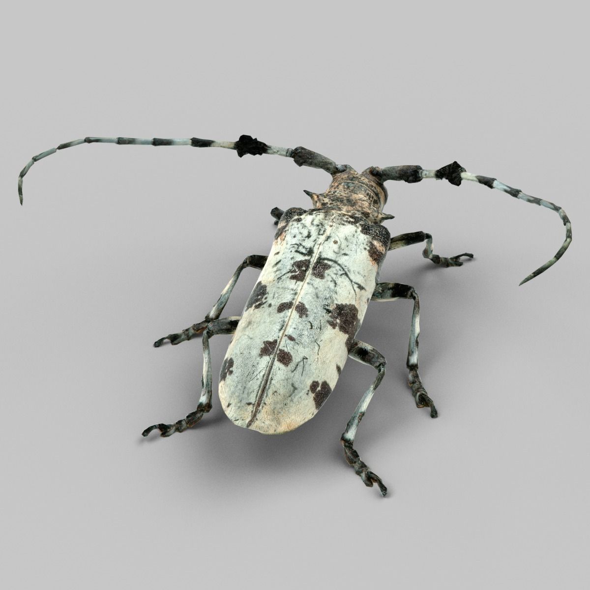 Boktor beetle with long legs Low-poly 3D model_3