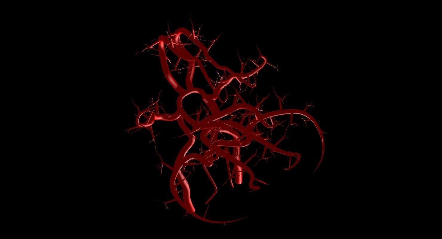Blood Supply Of Brain - Circle of Willis 3d Model HD Low-poly 3D model_57