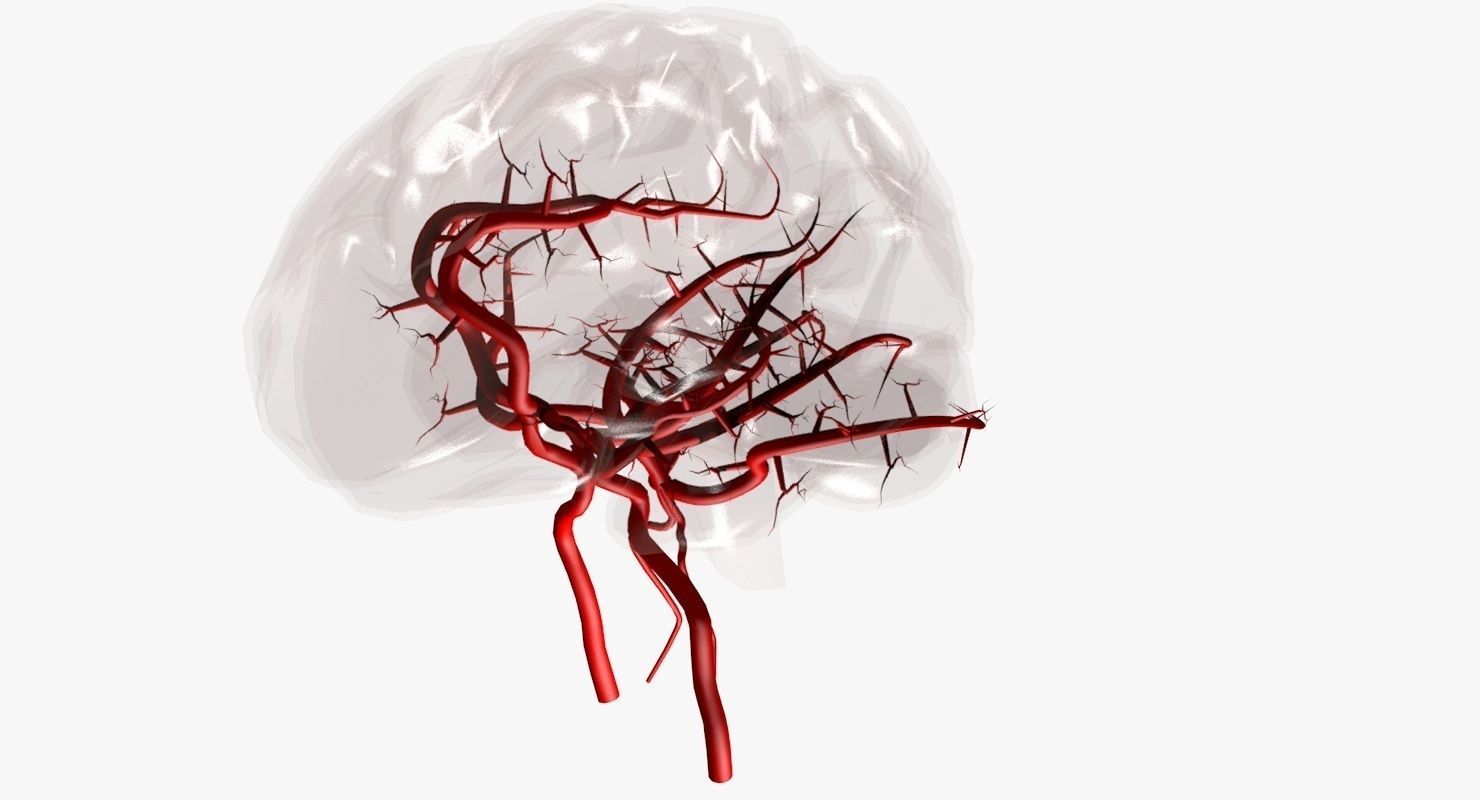 Blood Supply Of Brain - Circle of Willis 3d Model HD Low-poly 3D model_38