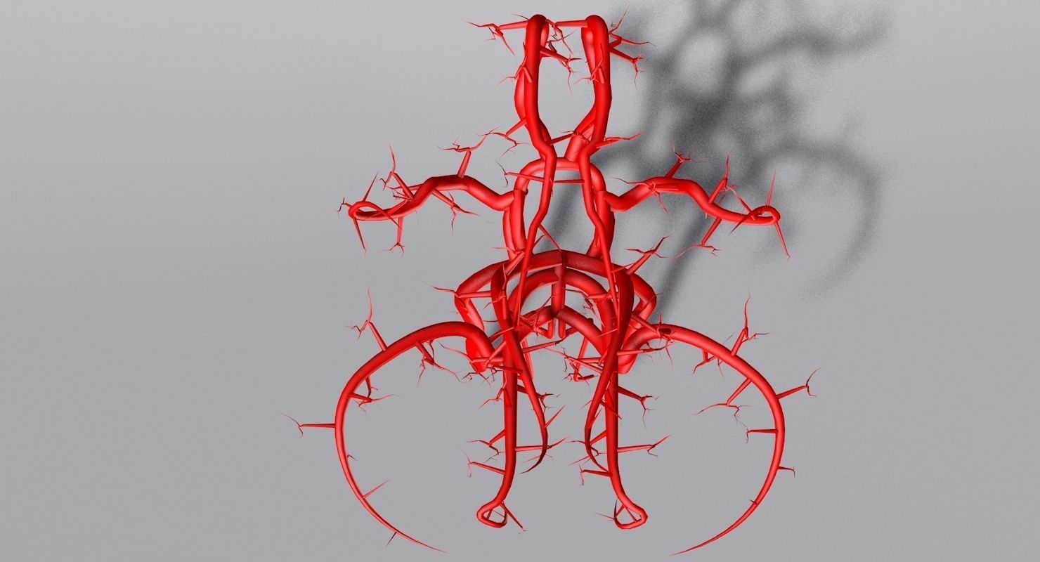Blood Supply Of Brain - Circle of Willis 3d Model HD Low-poly 3D model_2