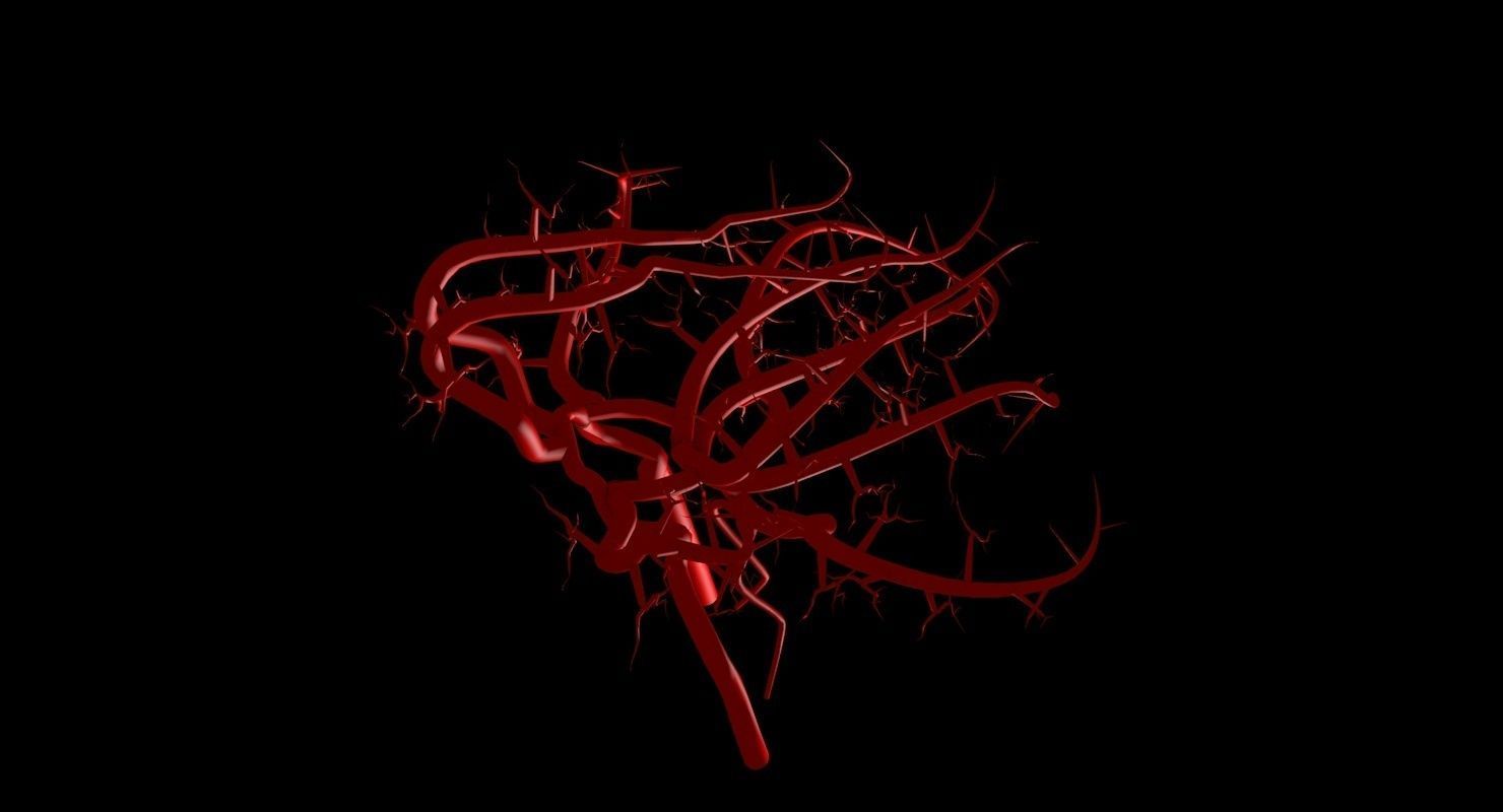 Blood Supply Of Brain - Circle of Willis 3d Model HD Low-poly 3D model_63