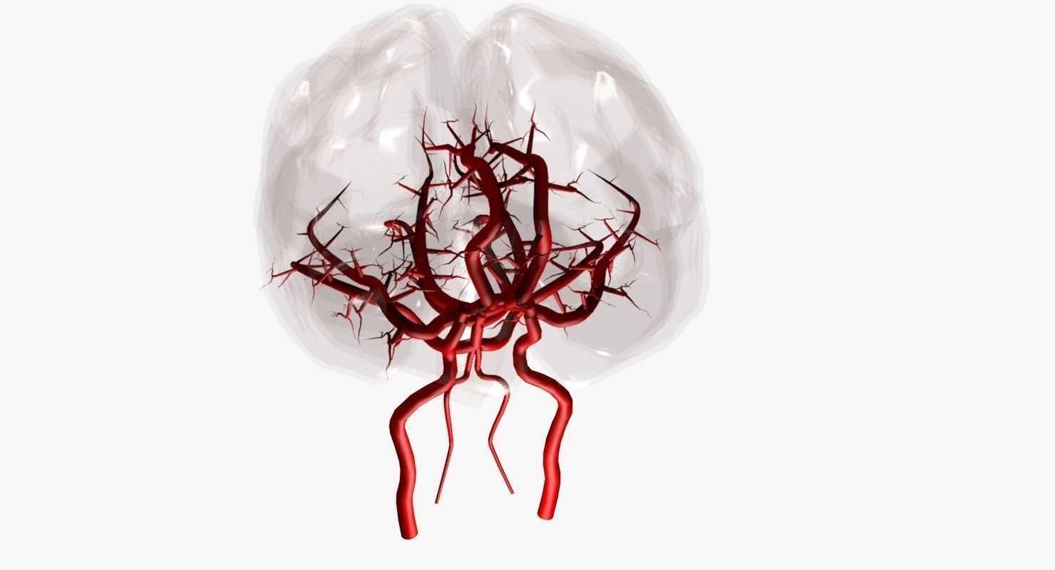 Blood Supply Of Brain - Circle of Willis 3d Model HD Low-poly 3D model_31