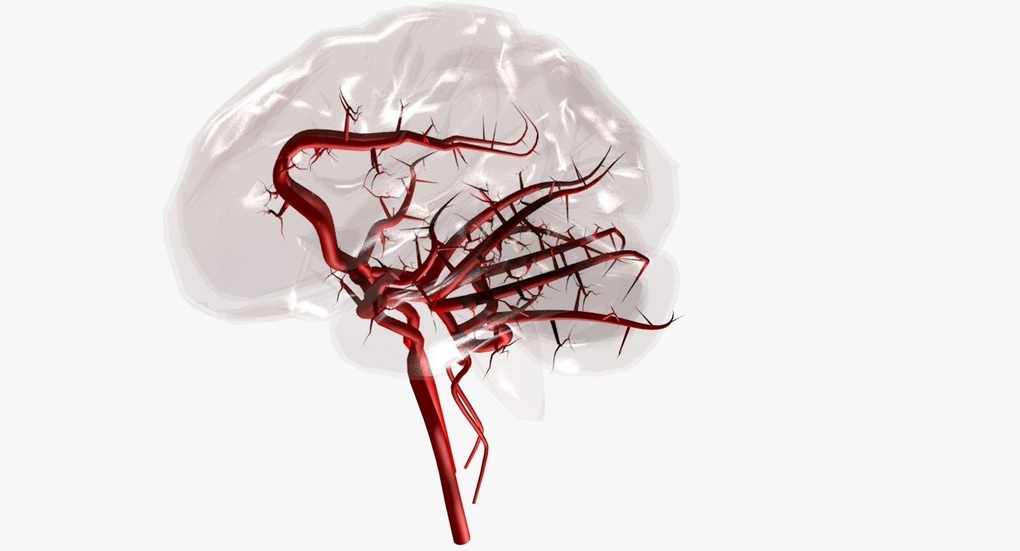 Blood Supply Of Brain - Circle of Willis 3d Model HD Low-poly 3D model_28