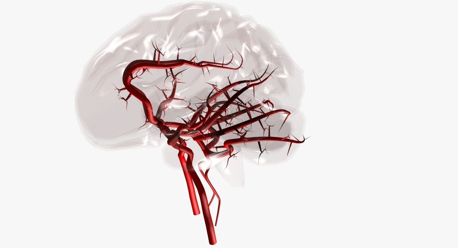 Blood Supply Of Brain - Circle of Willis 3d Model HD Low-poly 3D model_50