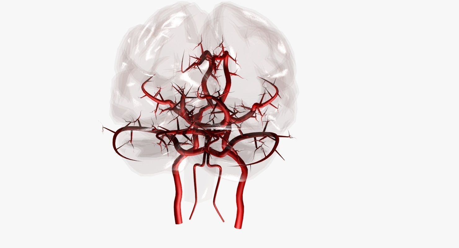 Blood Supply Of Brain - Circle of Willis 3d Model HD Low-poly 3D model_16
