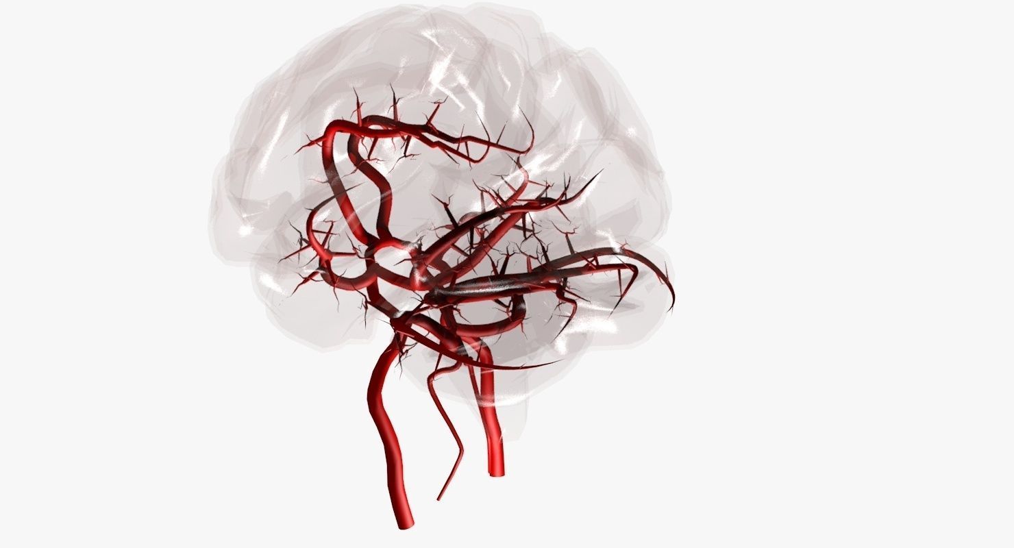 Blood Supply Of Brain - Circle of Willis 3d Model HD Low-poly 3D model_25