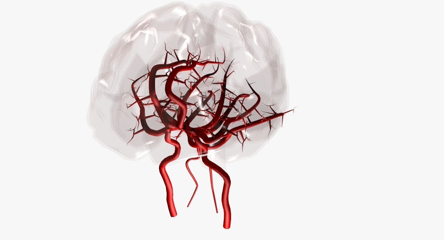 Blood Supply Of Brain - Circle of Willis 3d Model HD Low-poly 3D model_43