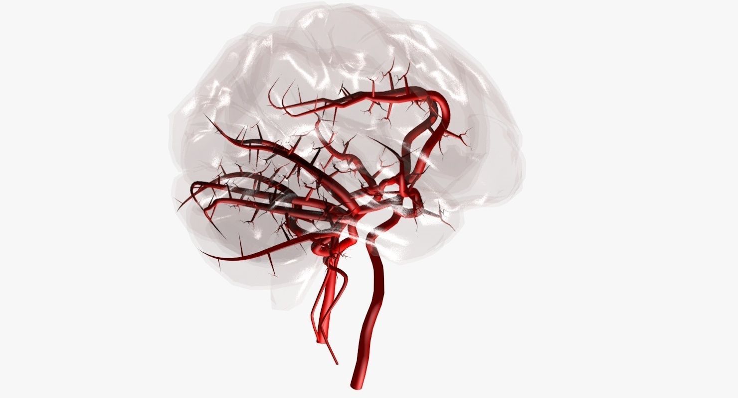 Blood Supply Of Brain - Circle of Willis 3d Model HD Low-poly 3D model_36