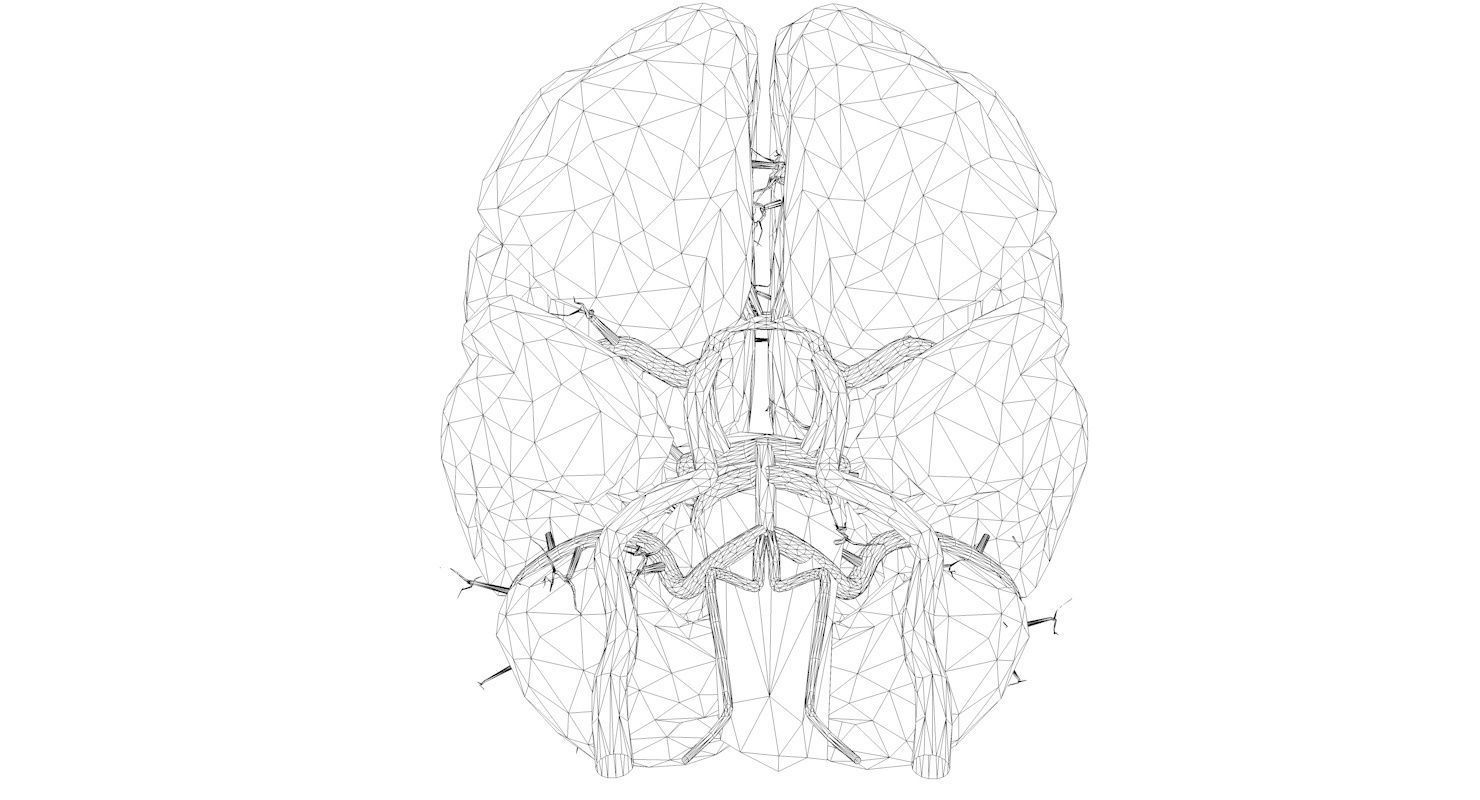 Blood Supply Of Brain - Circle of Willis 3d Model HD Low-poly 3D model_10