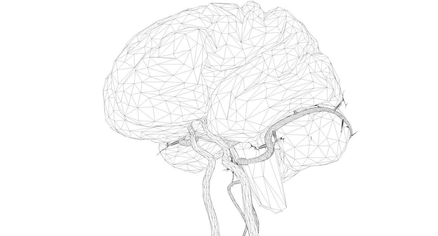 Blood Supply Of Brain - Circle of Willis 3d Model HD Low-poly 3D model_13