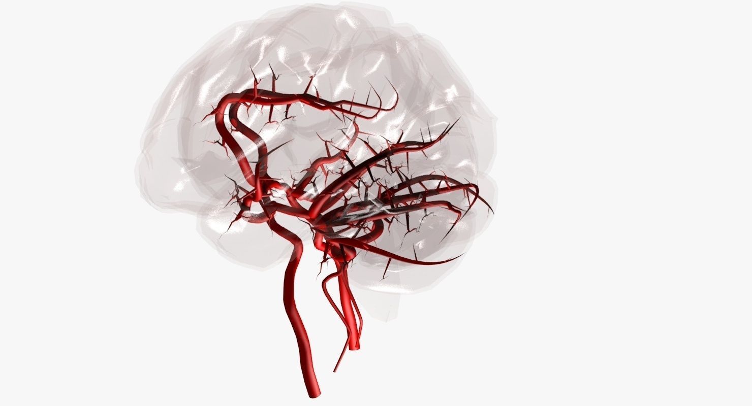 Blood Supply Of Brain - Circle of Willis 3d Model HD Low-poly 3D model_52