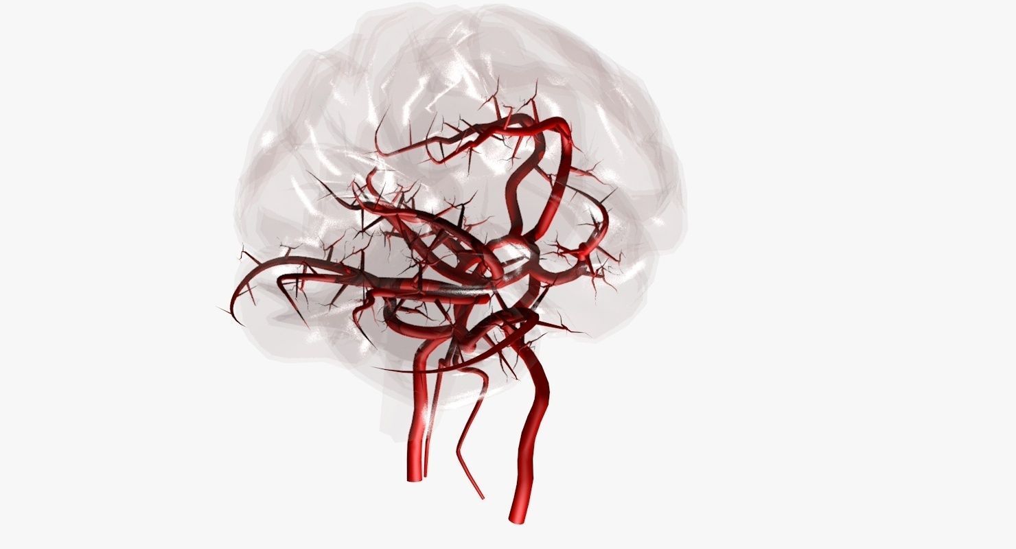 Blood Supply Of Brain - Circle of Willis 3d Model HD Low-poly 3D model_20
