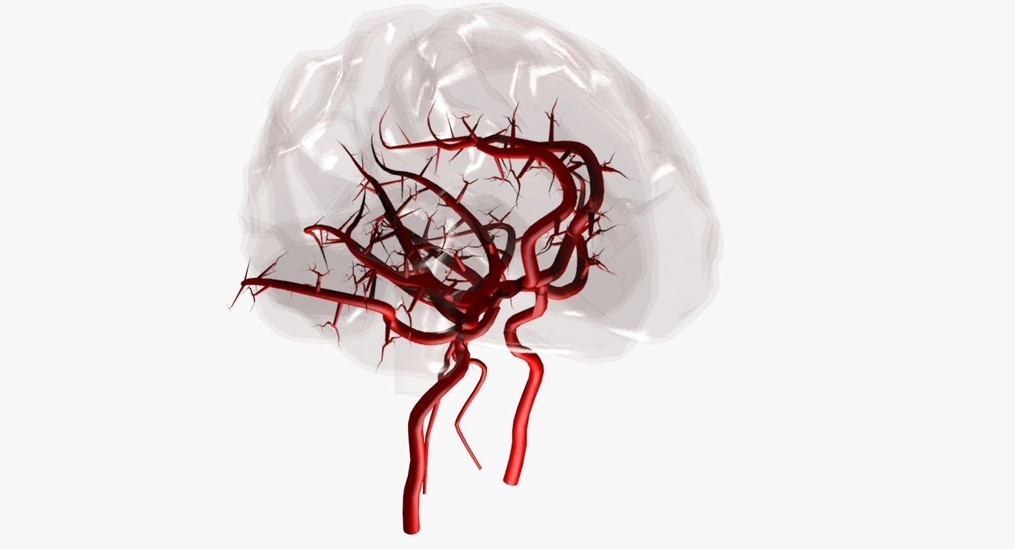 Blood Supply Of Brain - Circle of Willis 3d Model HD Low-poly 3D model_33