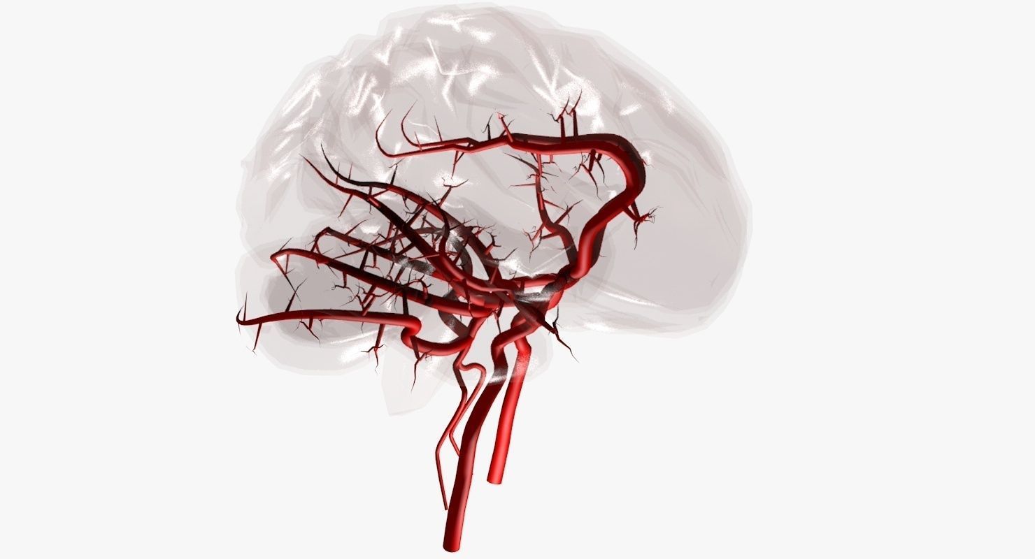 Blood Supply Of Brain - Circle of Willis 3d Model HD Low-poly 3D model_29