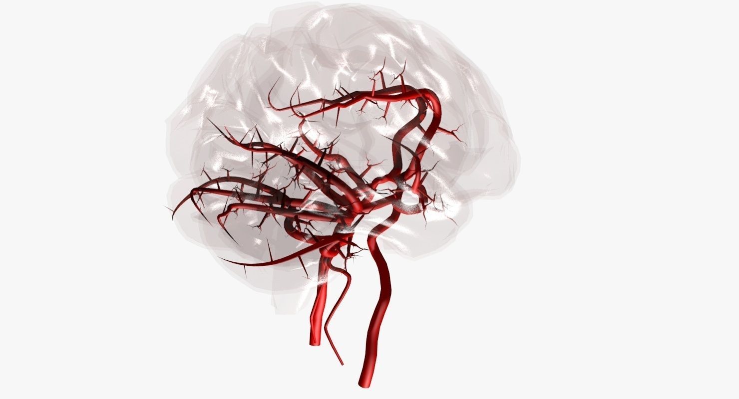 Blood Supply Of Brain - Circle of Willis 3d Model HD Low-poly 3D model_18