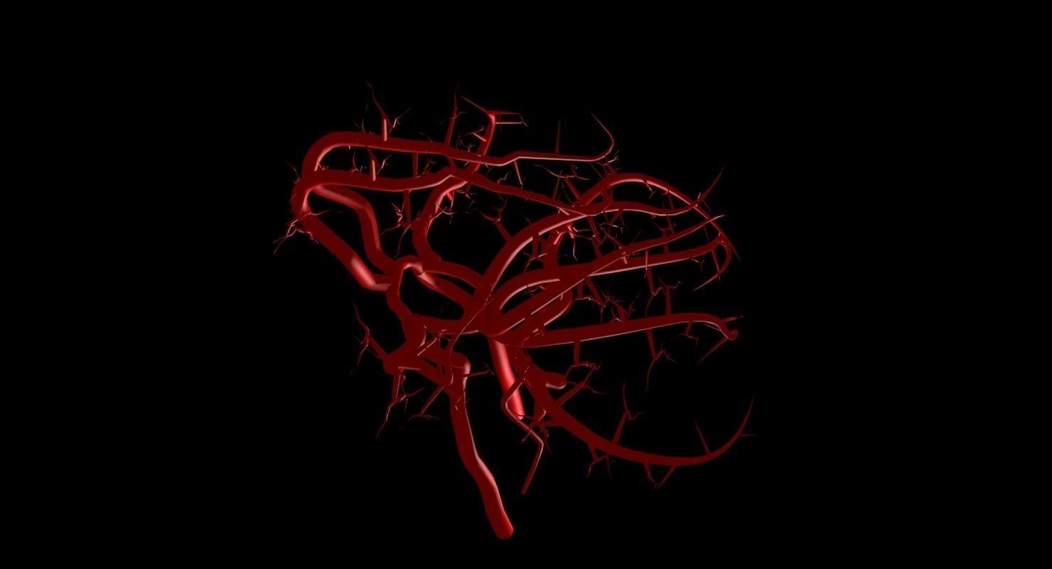 Blood Supply Of Brain - Circle of Willis 3d Model HD Low-poly 3D model_62
