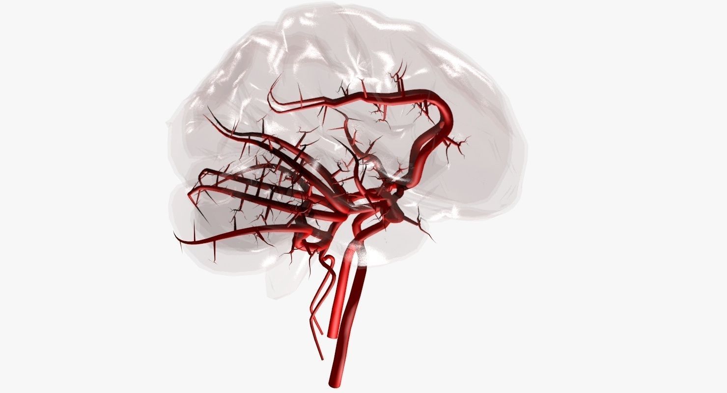 Blood Supply Of Brain - Circle of Willis 3d Model HD Low-poly 3D model_39