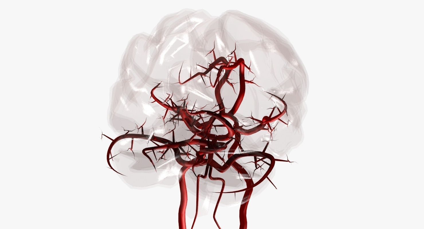 Blood Supply Of Brain - Circle of Willis 3d Model HD Low-poly 3D model_6