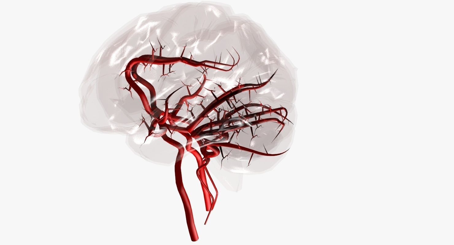 Blood Supply Of Brain - Circle of Willis 3d Model HD Low-poly 3D model_46