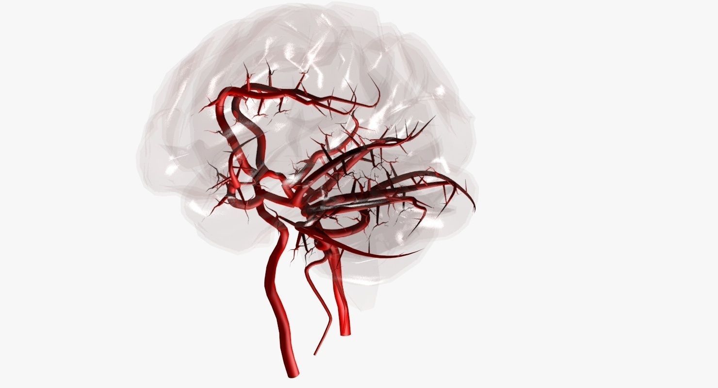 Blood Supply Of Brain - Circle of Willis 3d Model HD Low-poly 3D model_27