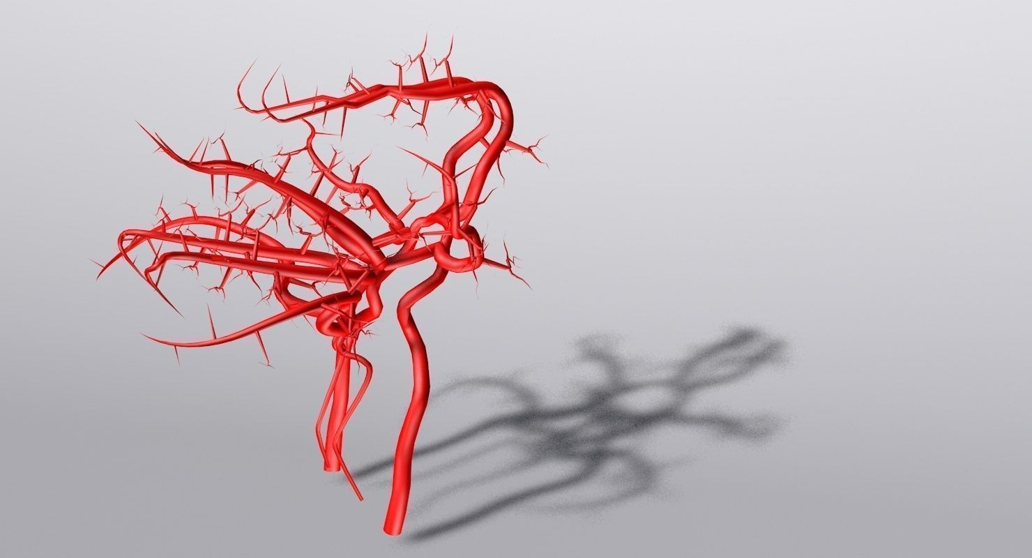 Blood Supply Of Brain - Circle of Willis 3d Model HD Low-poly 3D model_1