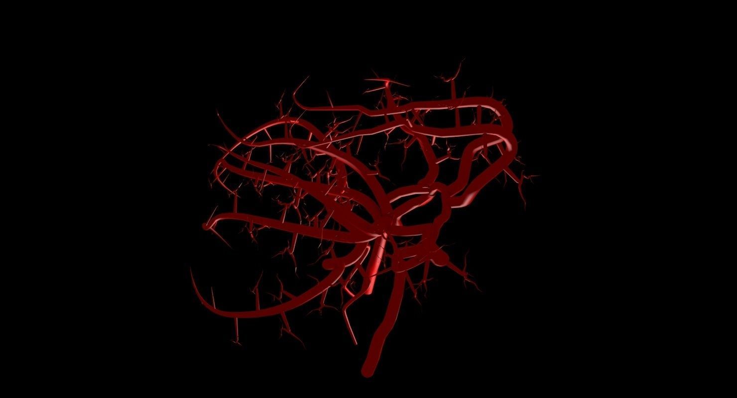 Blood Supply Of Brain - Circle of Willis 3d Model HD Low-poly 3D model_81