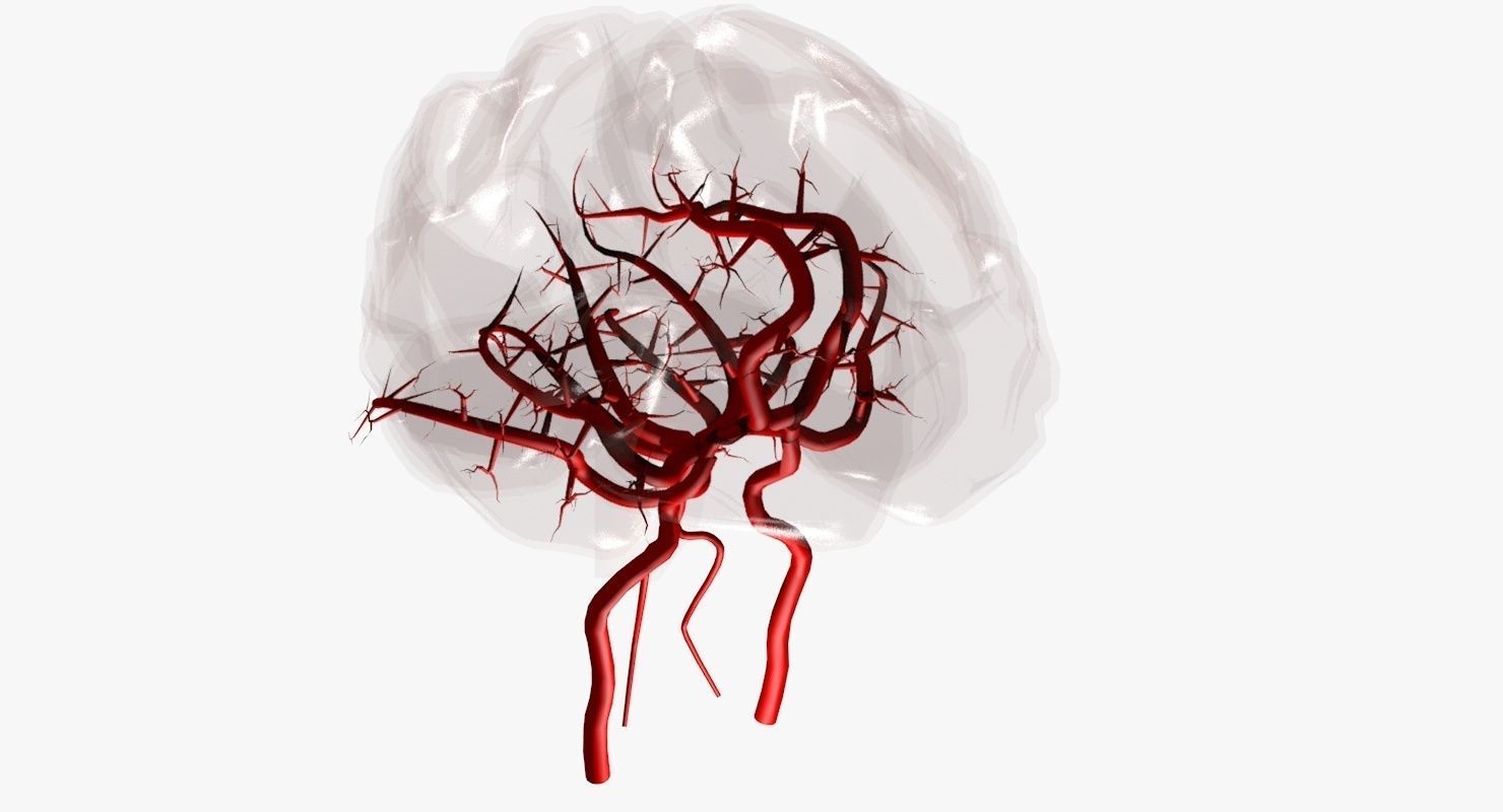Blood Supply Of Brain - Circle of Willis 3d Model HD Low-poly 3D model_44