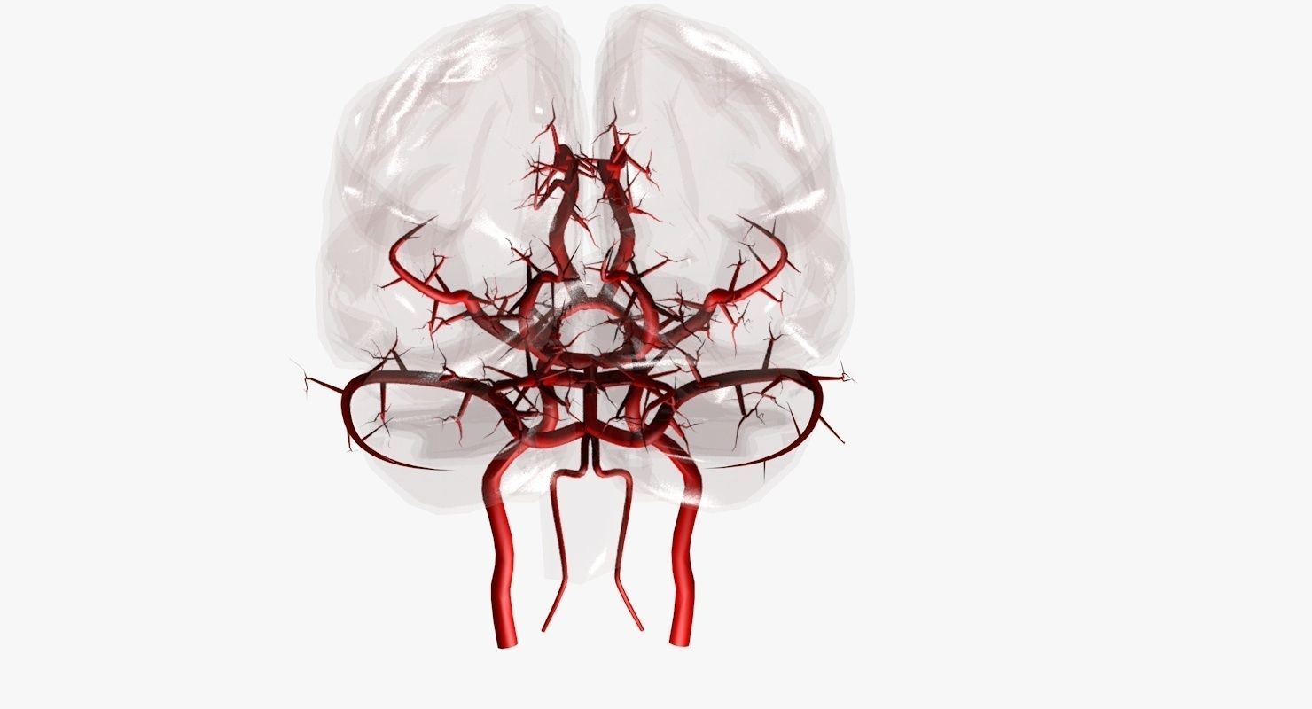 Blood Supply Of Brain - Circle of Willis 3d Model HD Low-poly 3D model_22