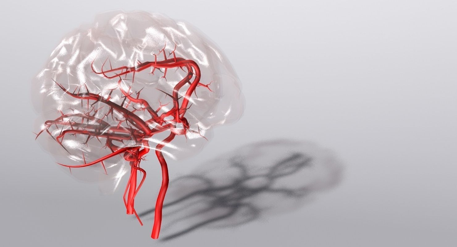 Blood Supply Of Brain - Circle of Willis 3d Model HD Low-poly 3D model_7