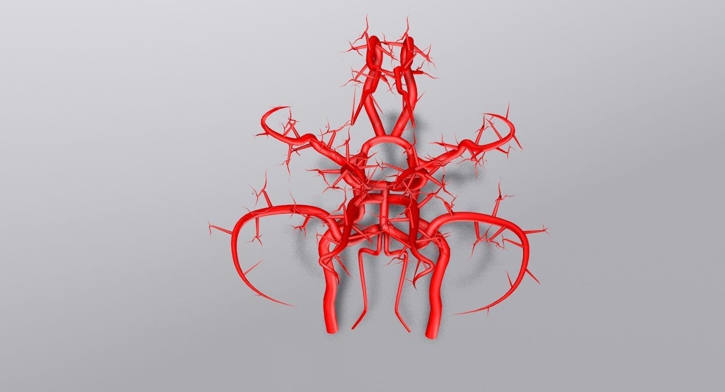 Blood Supply Of Brain - Circle of Willis 3d Model HD Low-poly 3D model_4