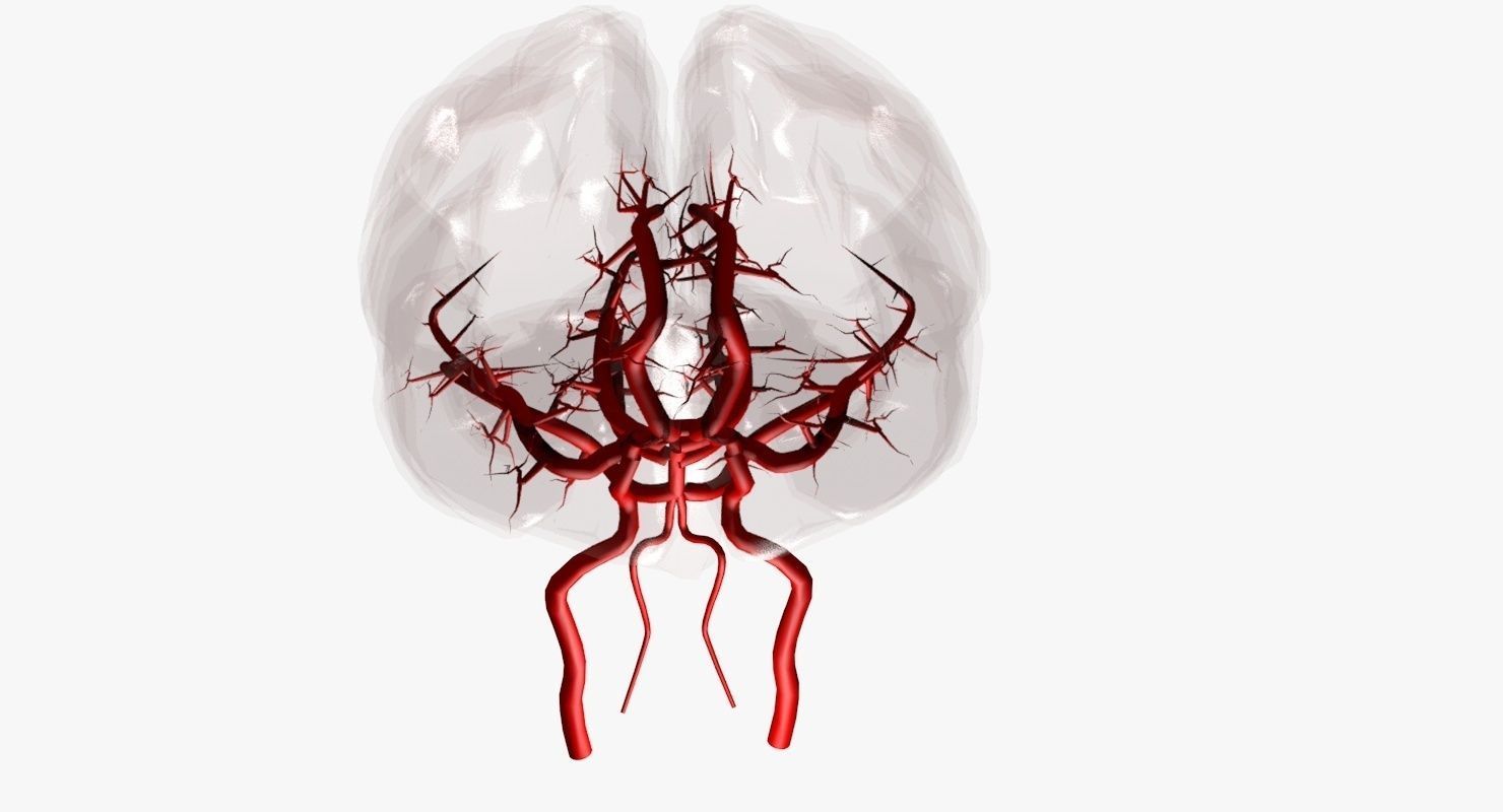 Blood Supply Of Brain - Circle of Willis 3d Model HD Low-poly 3D model_37