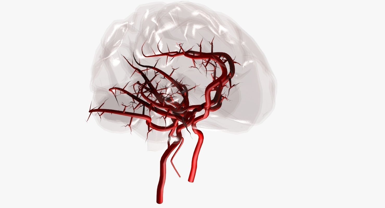 Blood Supply Of Brain - Circle of Willis 3d Model HD Low-poly 3D model_51