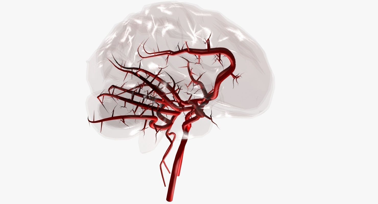 Blood Supply Of Brain - Circle of Willis 3d Model HD Low-poly 3D model_32