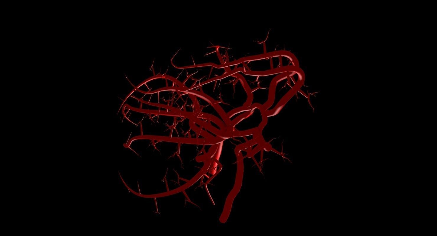 Blood Supply Of Brain - Circle of Willis 3d Model HD Low-poly 3D model_82