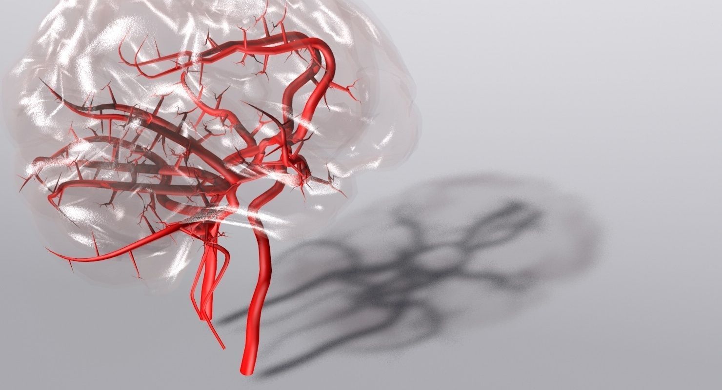 Blood Supply Of Brain - Circle of Willis 3d Model HD Low-poly 3D model_3