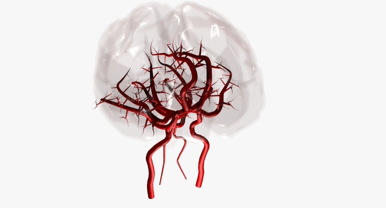 Blood Supply Of Brain - Circle of Willis 3d Model HD Low-poly 3D model_40