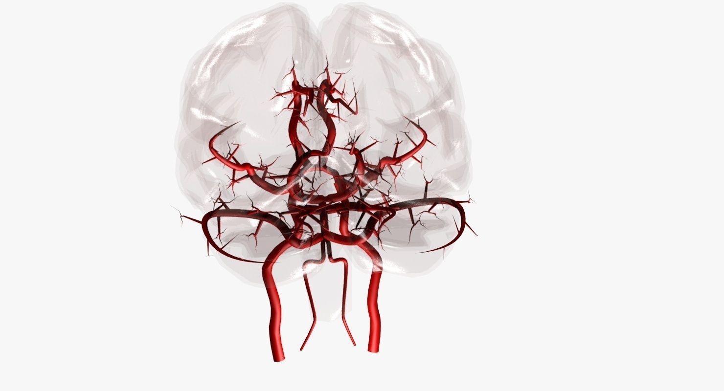 Blood Supply Of Brain - Circle of Willis 3d Model HD Low-poly 3D model_23