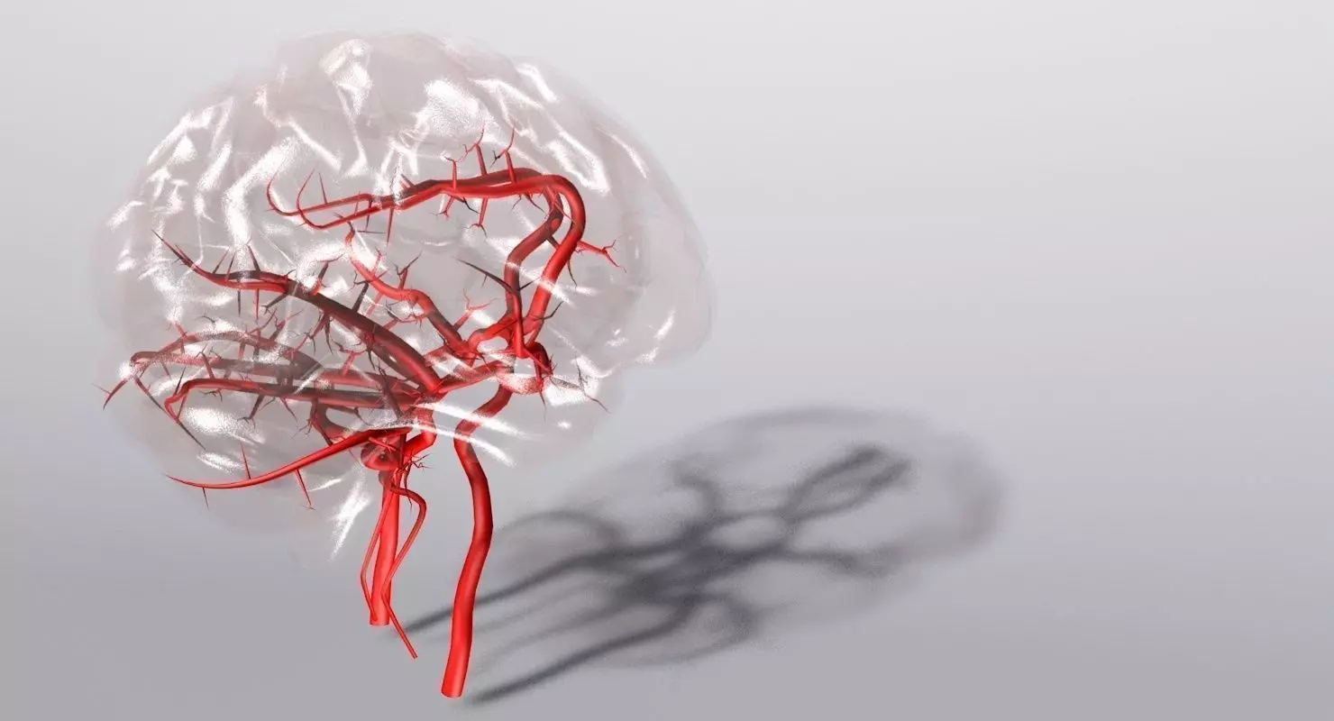 Blood Supply Of Brain - Circle of Willis 3d Model HD Low-poly 3D model_0