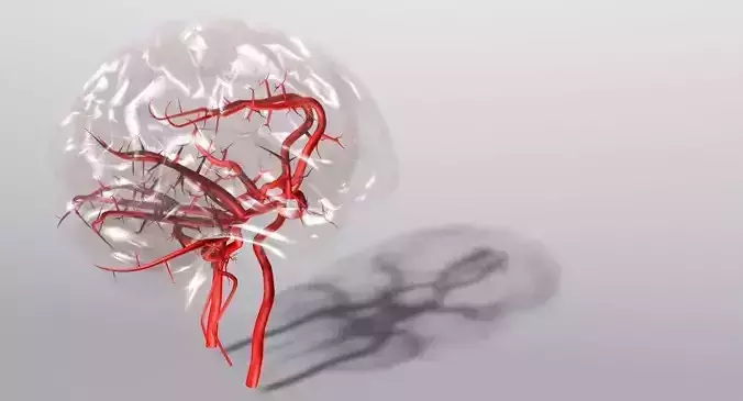 Blood Supply Of Brain - Circle of Willis 3d Model HD Low-poly 3D model
