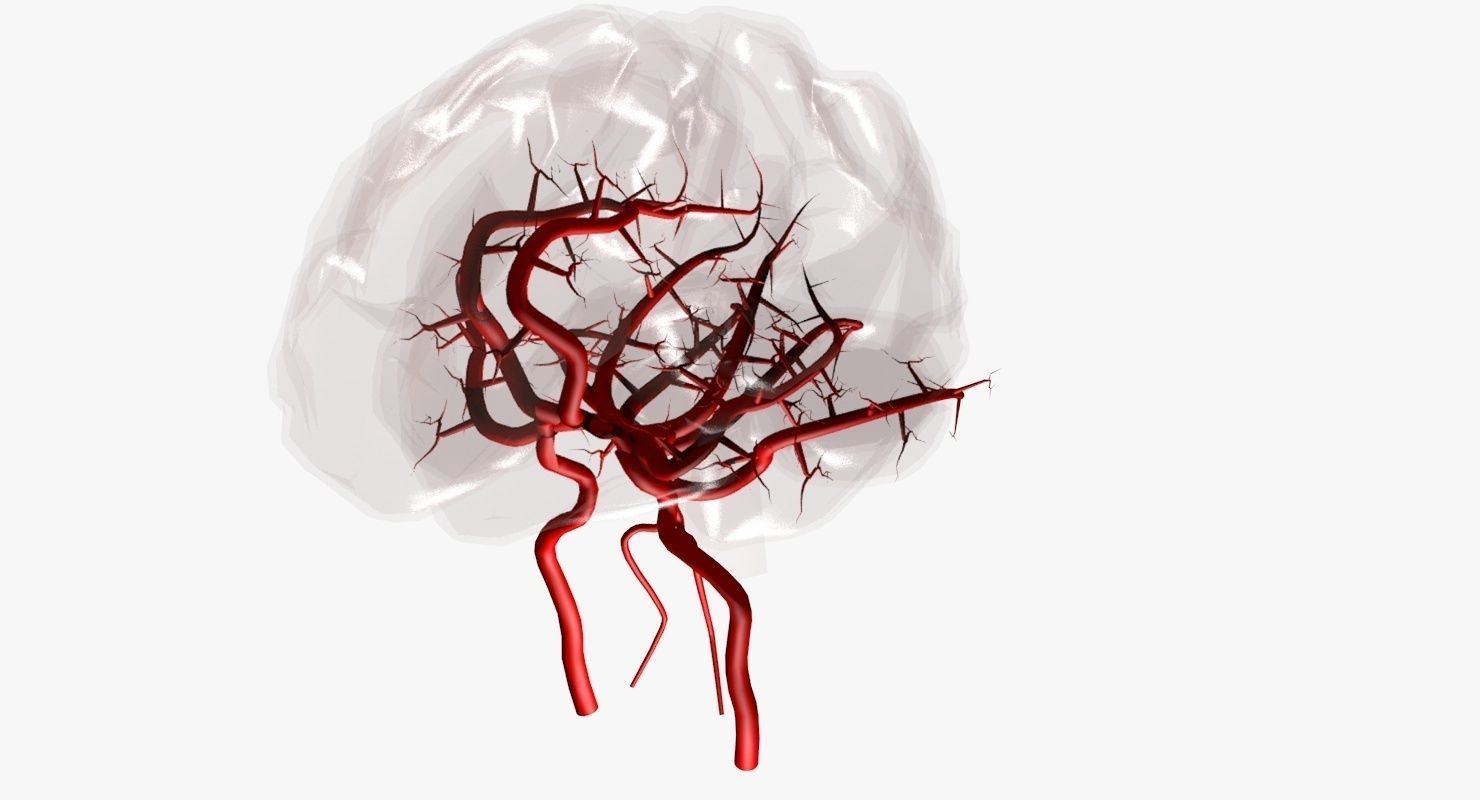Blood Supply Of Brain - Circle of Willis 3d Model HD Low-poly 3D model_48
