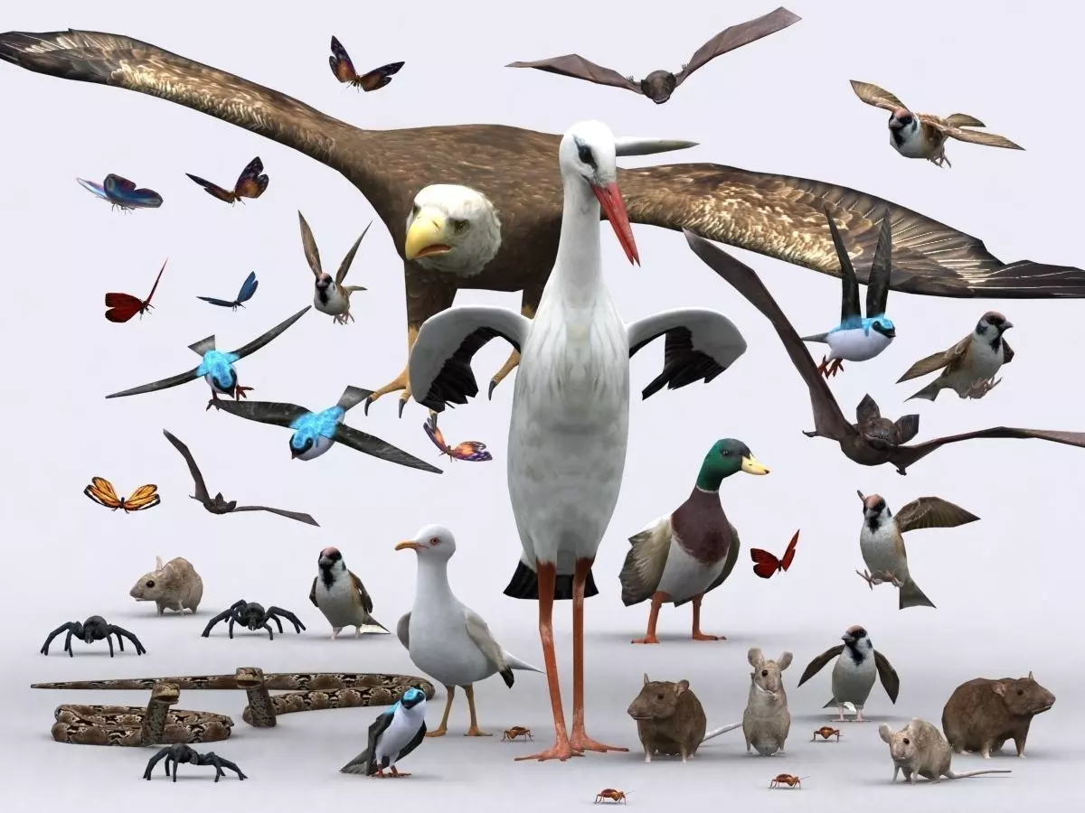 3DRT - Birds and Critters Low-poly 3D model_0