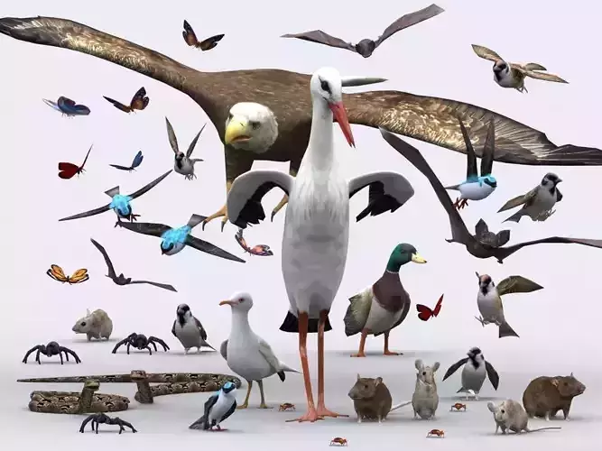 3DRT - Birds and Critters Low-poly 3D model
