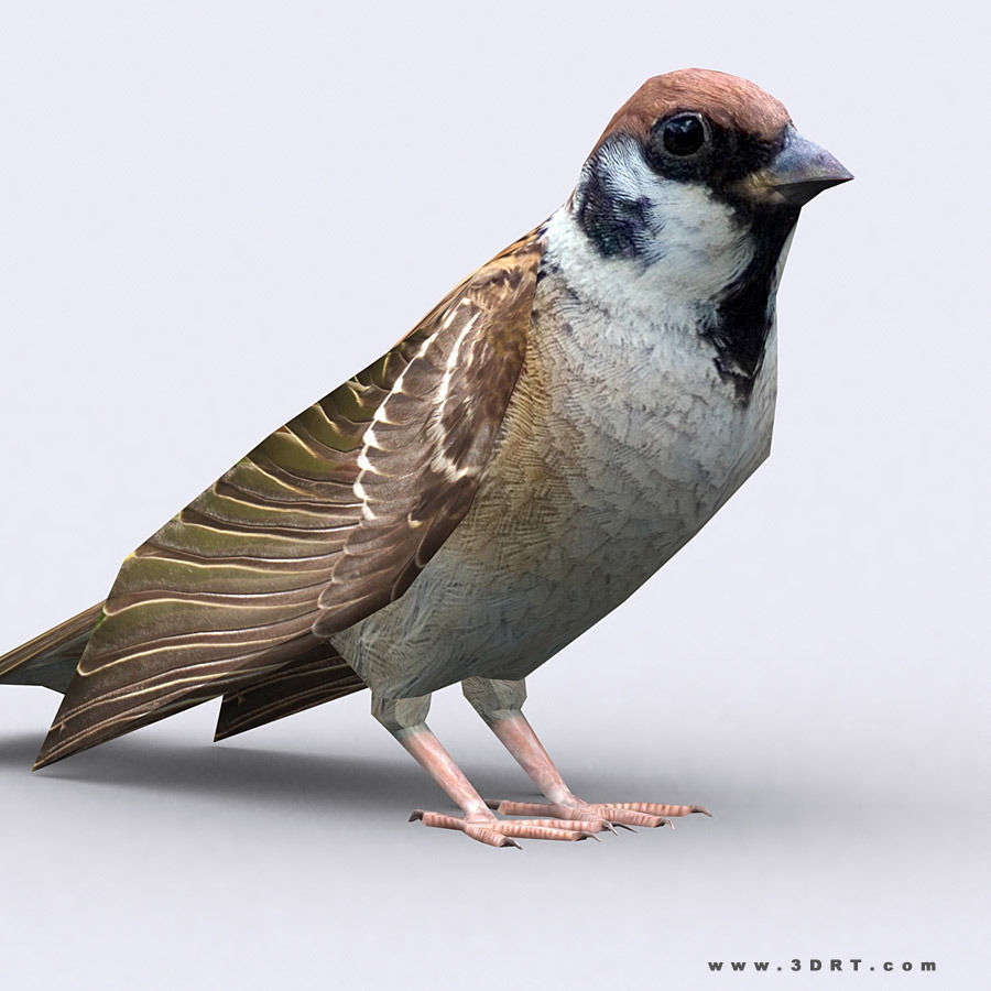 3DRT - Birds and Critters Low-poly 3D model_11