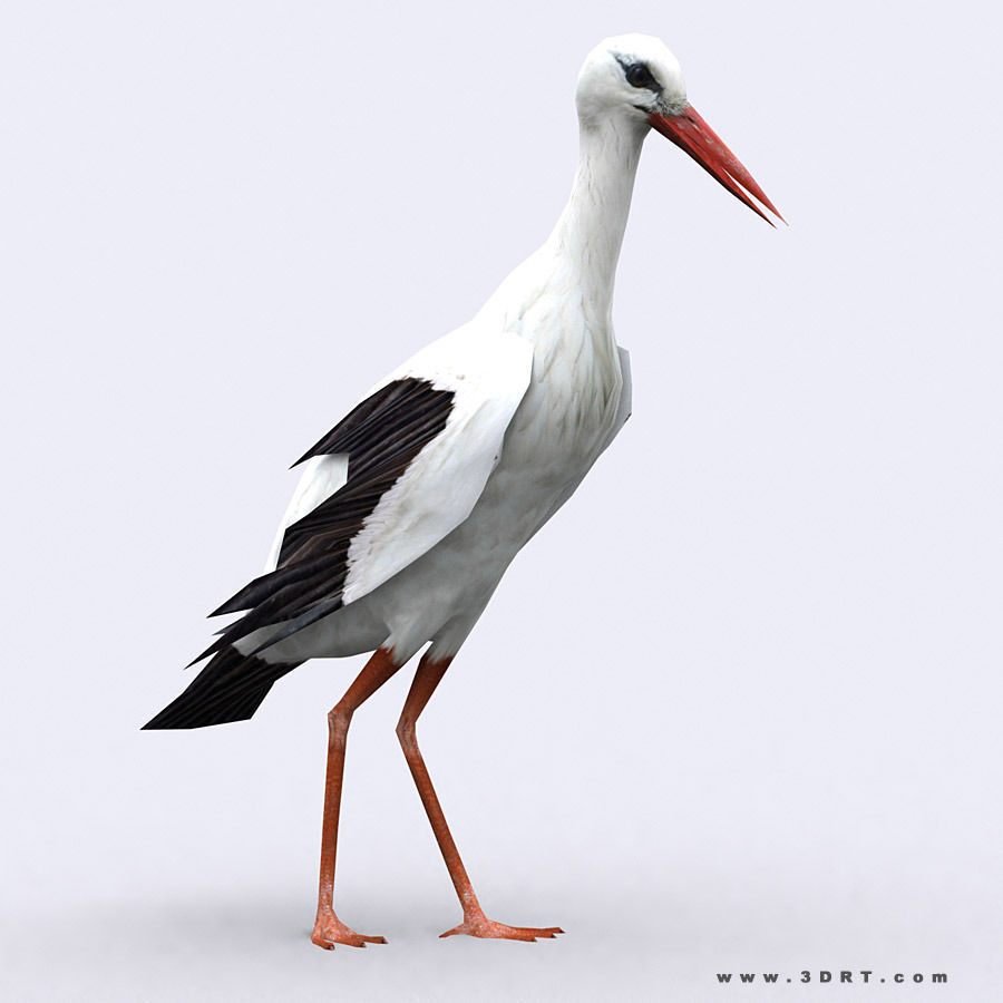 3DRT - Birds and Critters Low-poly 3D model_15