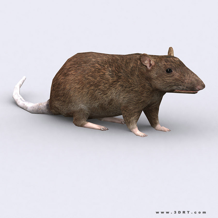 3DRT - Birds and Critters Low-poly 3D model_35