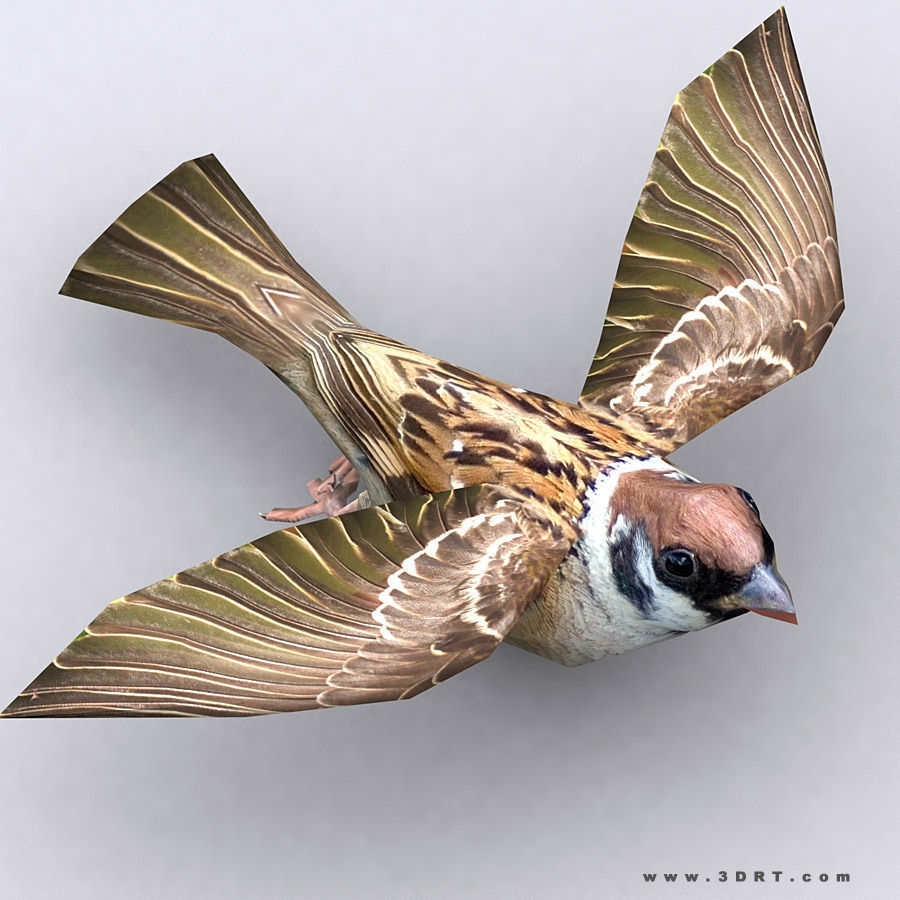 3DRT - Birds and Critters Low-poly 3D model_12
