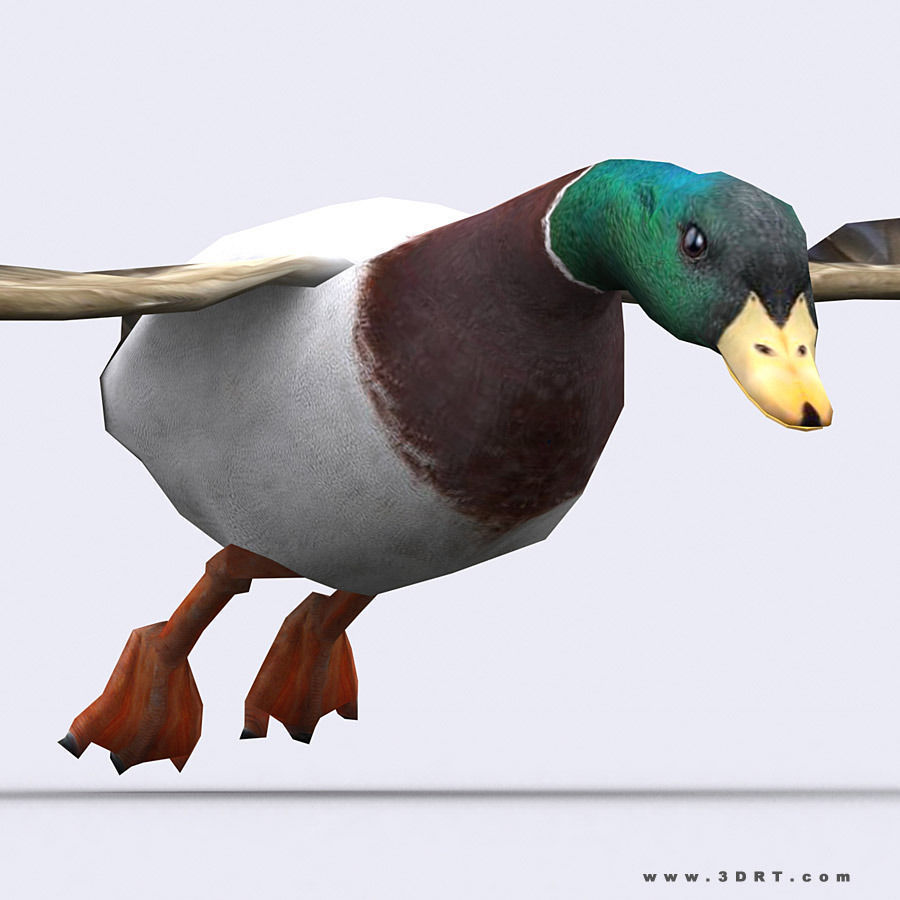 3DRT - Birds and Critters Low-poly 3D model_5